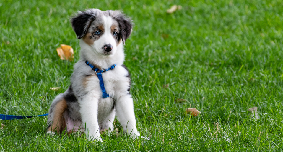 Pagina Mexa Croquetas (2)